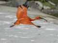 Parc des oiseaux/villars les dombes