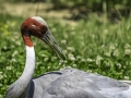 Parc des oiseaux/villars les dombes