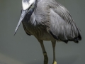 Parc des oiseaux/villars les dombes