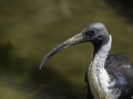 Parc des oiseaux/villars les dombes