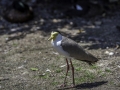 Parc des oiseaux/villars les dombes