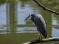 Parc des oiseaux/villars les dombes