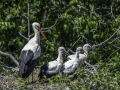 Parc des oiseaux/villars les dombes