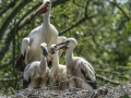 Parc des oiseaux/villars les dombes
