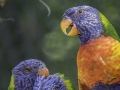 Parc des oiseaux/villars les dombes