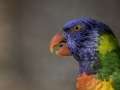 Parc des oiseaux/villars les dombes