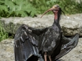 Parc des oiseaux/villars les dombes