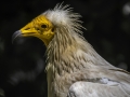 Parc des oiseaux/villars les dombes