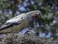 Parc des oiseaux/villars les dombes