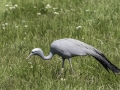 Parc des oiseaux/villars les dombes