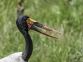 Parc des oiseaux/villars les dombes