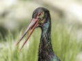 Parc des oiseaux/villars les dombes