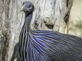 Parc des oiseaux/villars les dombes