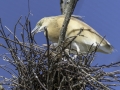 Parc des oiseaux/villars les dombes