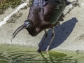 Parc des oiseaux/villars les dombes