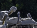 Parc des oiseaux/villars les dombes