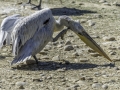 Parc des oiseaux/villars les dombes
