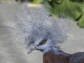 Parc des oiseaux/villars les dombes