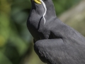 Parc des oiseaux/villars les dombes