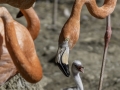 Parc des oiseaux/villars les dombes