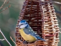 Mésange Bleue