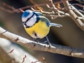 Mésange Bleue
