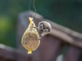 Mésange huppée