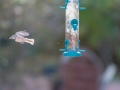 Mésange huppée