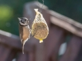 Mésange huppée