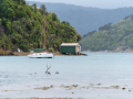 Nouvelle Zélande/Picton