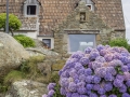 Ploumanac'h/ Hortensias