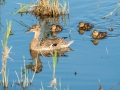 canard