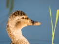 Cane