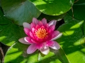 jardin exotique