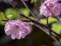 Prunus triloba