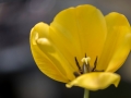 Tulipe