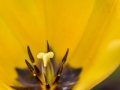 Tulipe