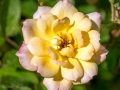_DSC8443