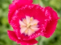 Tulipe