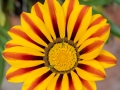 Gazania