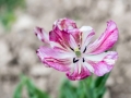 Tulipe