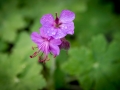 géranium