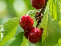 Cerise