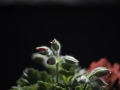 Pelargonium