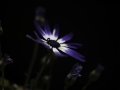 Osteospermum