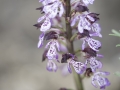 Orchis pourpre