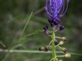 Boulbon/Provence