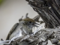 oiseau