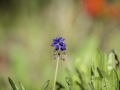 Muscari