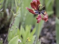 Tulipes